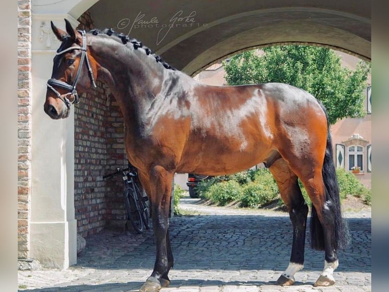 Oldenburgo Caballo castrado 12 años 183 cm Castaño in Potsdam