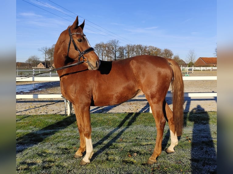 Oldenburgo Caballo castrado 13 años 165 cm Alazán in Bad Laer