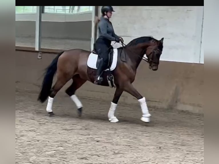 Oldenburgo Caballo castrado 13 años 167 cm Castaño in Münster