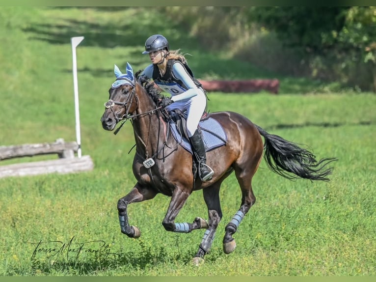 Oldenburgo Caballo castrado 13 años 168 cm Castaño oscuro in Toronto, Ontario