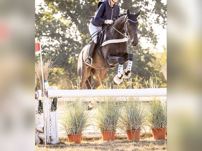 Oldenburgo Caballo castrado 13 años 168 cm Castaño oscuro in Toronto, Ontario