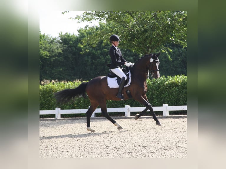 Oldenburgo Caballo castrado 13 años 168 cm Castaño oscuro in L&#xFC;beck