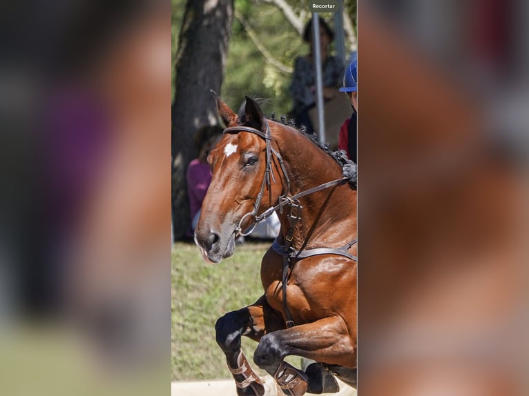 Oldenburgo Caballo castrado 13 años 170 cm Castaño claro in Madrid