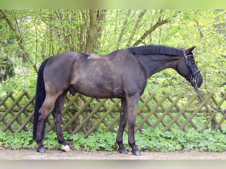 Oldenburgo Caballo castrado 13 años 170 cm Negro in Gifhorn