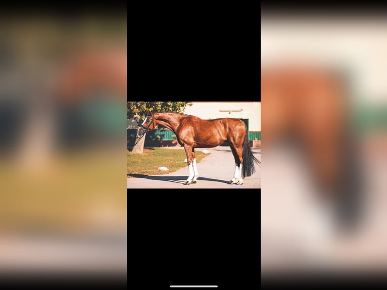 Oldenburgo Caballo castrado 13 años 172 cm Alazán in Wien