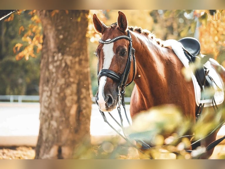 Oldenburgo Caballo castrado 13 años 172 cm Alazán in Wien