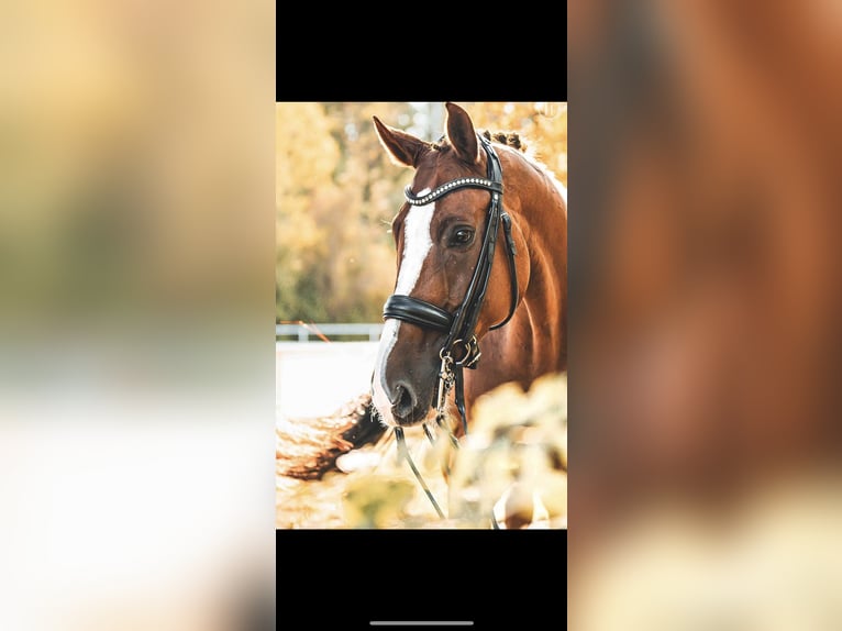 Oldenburgo Caballo castrado 13 años 172 cm Alazán in Wien
