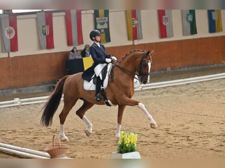 Oldenburgo Caballo castrado 13 años 172 cm Alazán in Wien