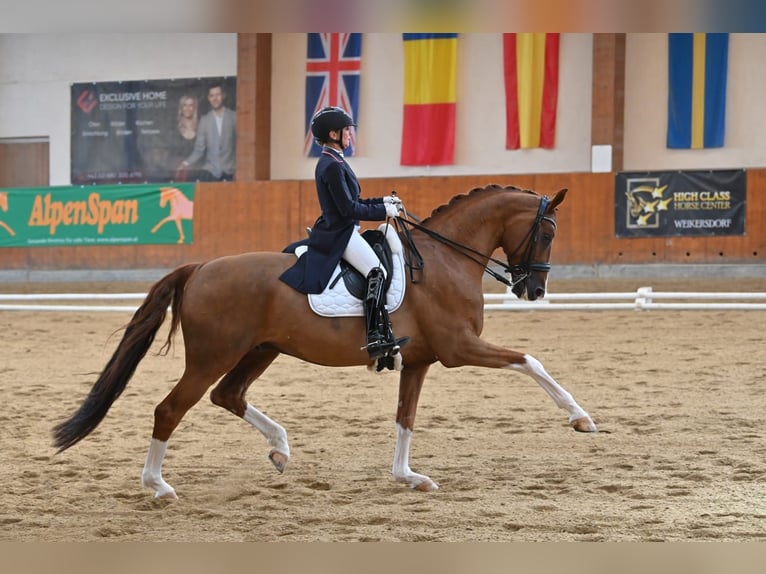 Oldenburgo Caballo castrado 13 años 172 cm Alazán in Wien