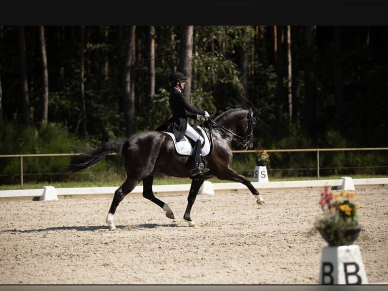 Oldenburgo Caballo castrado 13 años 172 cm Negro in Wiesloch Oldenburgo Caballo castrado 13 años 172 cm Negro in Wiesloch