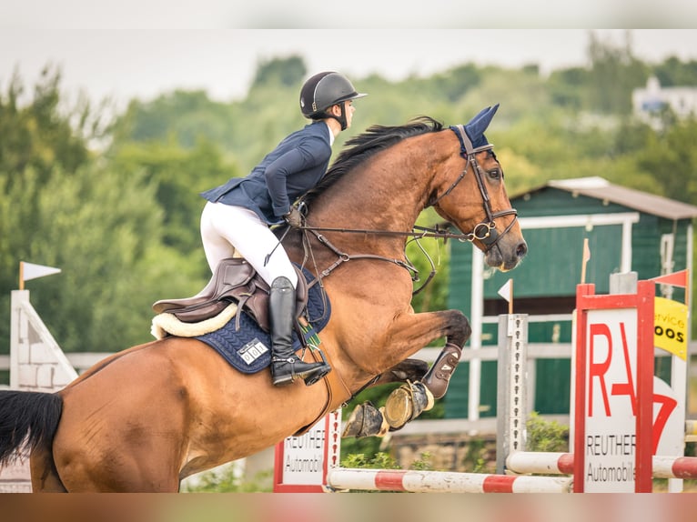 Oldenburgo Caballo castrado 13 años 173 cm Castaño in Friedrichshafen