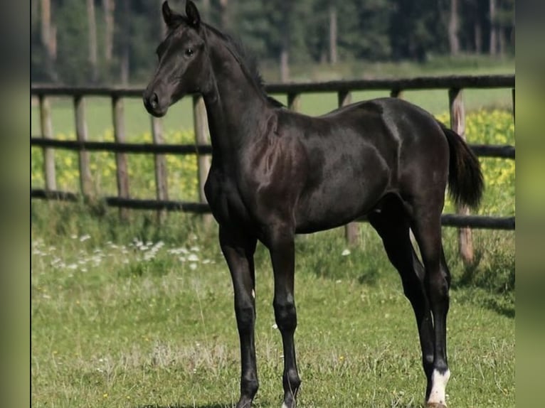 Oldenburgo Caballo castrado 13 años 173 cm Negro in Duisburg