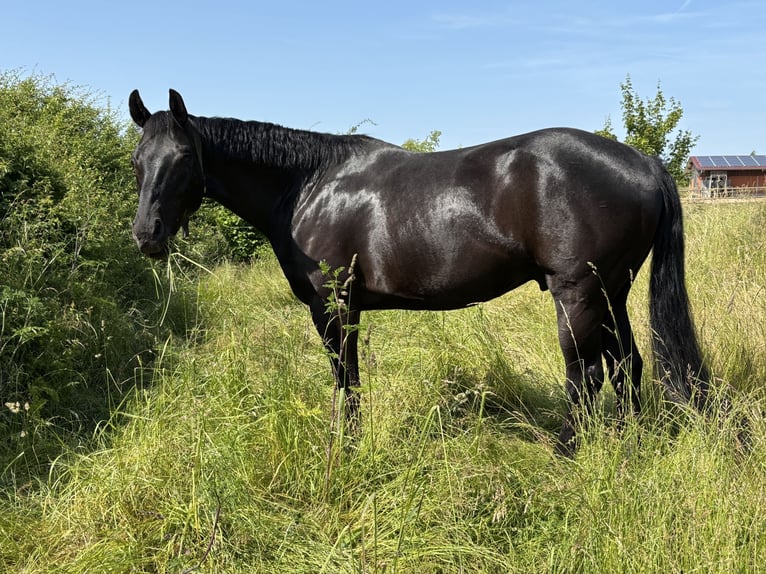 Oldenburgo Caballo castrado 13 años 173 cm Negro in Kassel
