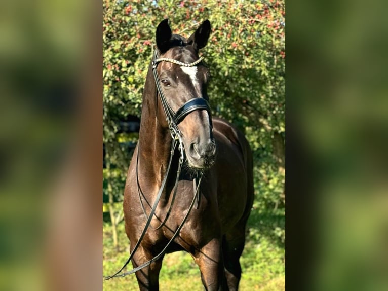 Oldenburgo Caballo castrado 13 años 180 cm Castaño in Lippetal