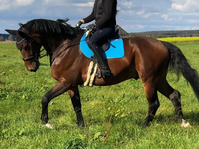 Oldenburgo Caballo castrado 13 años 181 cm Castaño oscuro in Landsberg am Lech