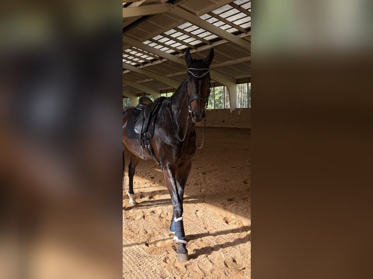 Oldenburgo Caballo castrado 13 años 193 cm Negro in Vilnius