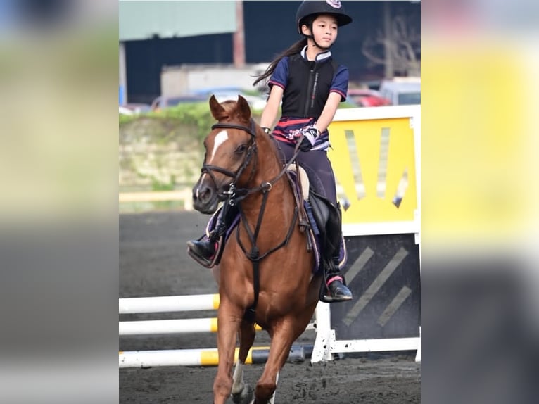 Oldenburgo Caballo castrado 13 años 62 cm Musgo marrón in Carlsbad