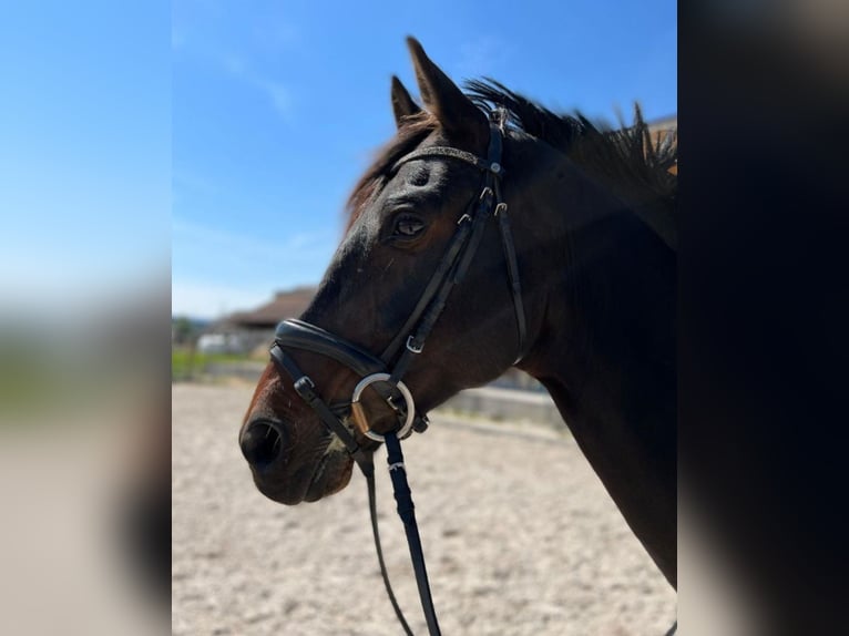 Oldenburgo Caballo castrado 13 años Castaño oscuro in Adliswil