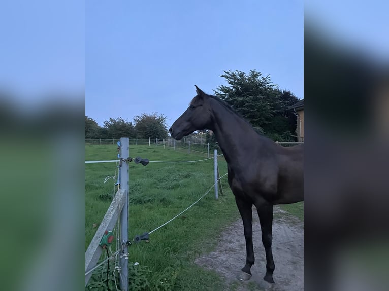 Oldenburgo Caballo castrado 14 años 163 cm Morcillo in Achterwehr
