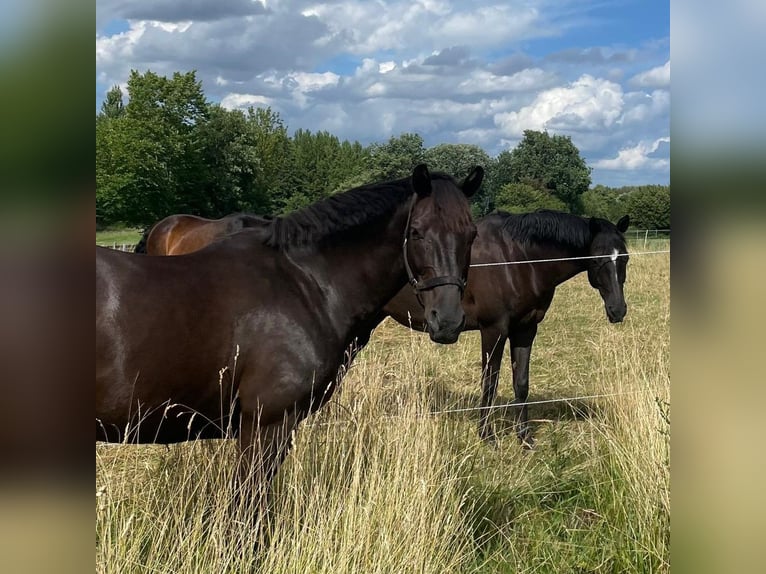 Oldenburgo Caballo castrado 14 años 163 cm Morcillo in Achterwehr
