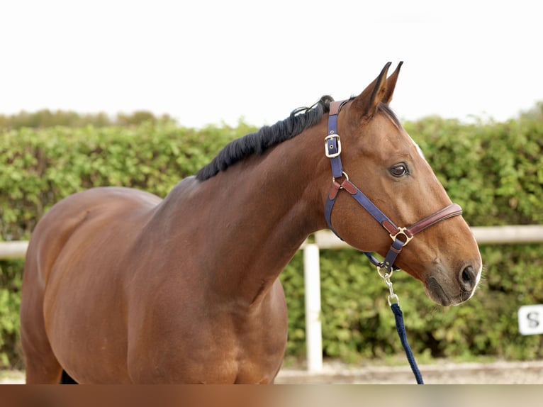 Oldenburgo Caballo castrado 14 años 166 cm Castaño in Neustadt (Wied)