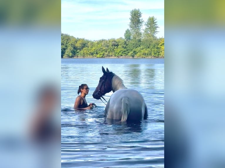 Oldenburgo Caballo castrado 14 años 166 cm Pío in Wedemark