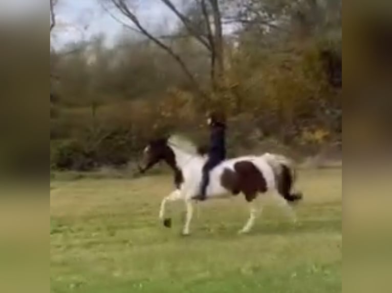Oldenburgo Caballo castrado 14 años 166 cm Pío in Wedemark
