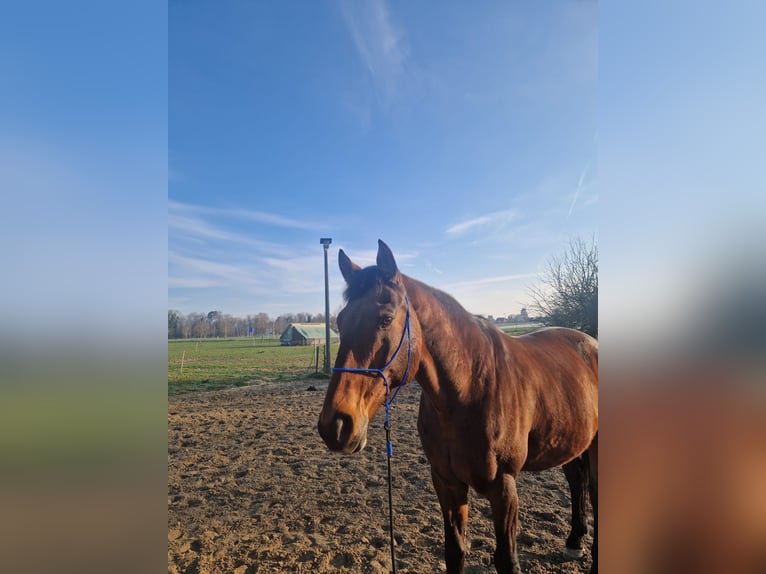 Oldenburgo Caballo castrado 14 años 168 cm Castaño in Greng