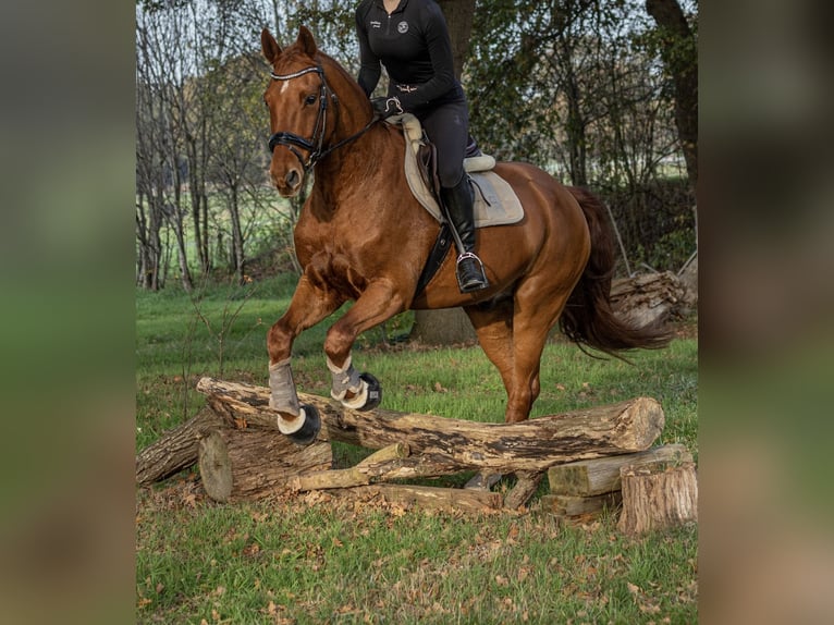 Oldenburgo Caballo castrado 14 años 169 cm Alazán in Bad Zwischenahn