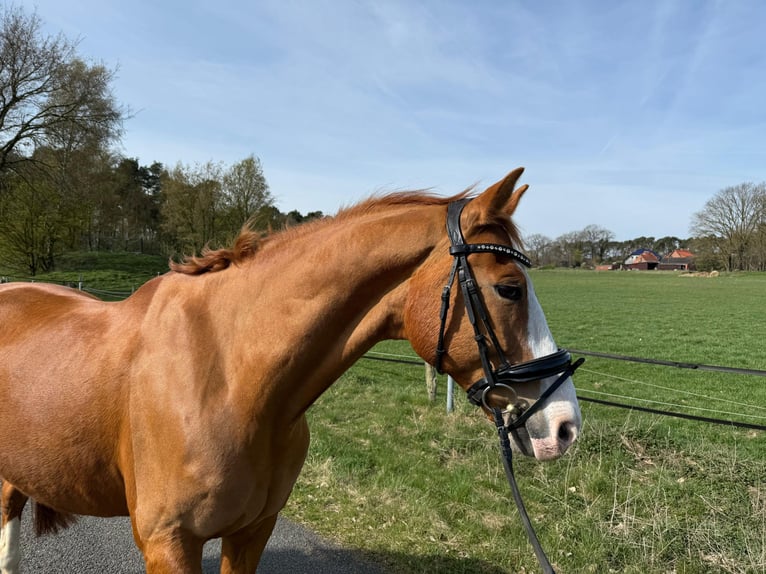 Oldenburgo Caballo castrado 14 años 169 cm Alazán in Rohrsen