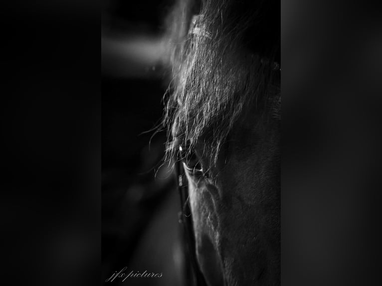 Oldenburgo Caballo castrado 14 años 170 cm Alazán in Gelsenkirchen