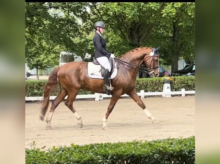 Oldenburgo Caballo castrado 14 años 170 cm Alazán-tostado in GundelfingenGundelfingen