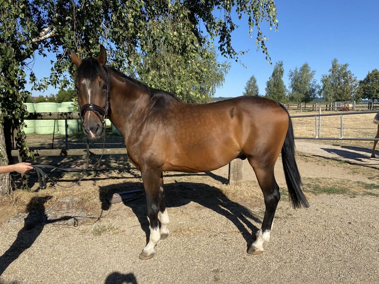 Oldenburgo Caballo castrado 14 años 170 cm Castaño in Eppingen