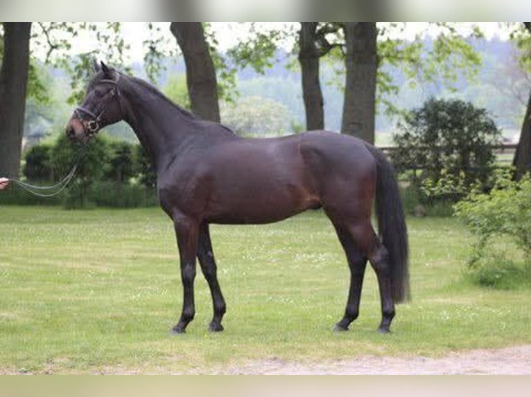 Oldenburgo Caballo castrado 14 años 170 cm Castaño oscuro in Nürnberg