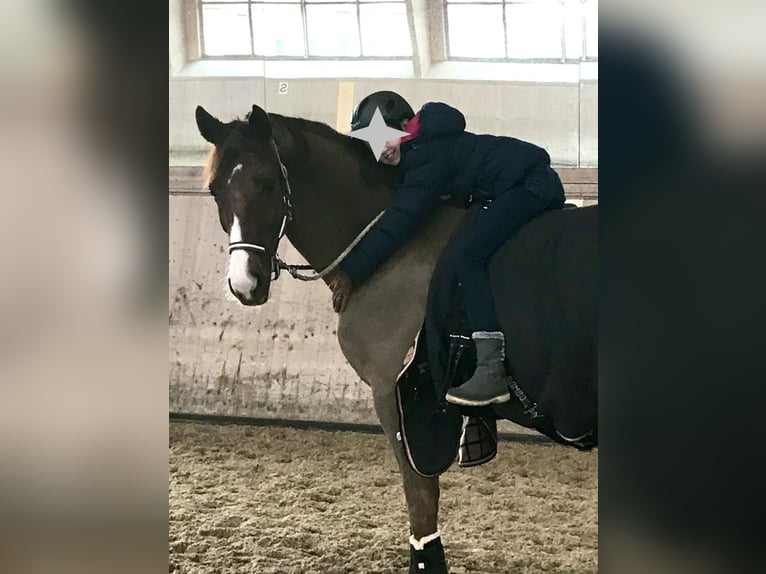Oldenburgo Caballo castrado 14 años 171 cm Alazán-tostado in Mariaposching ( bei Deggendorf )