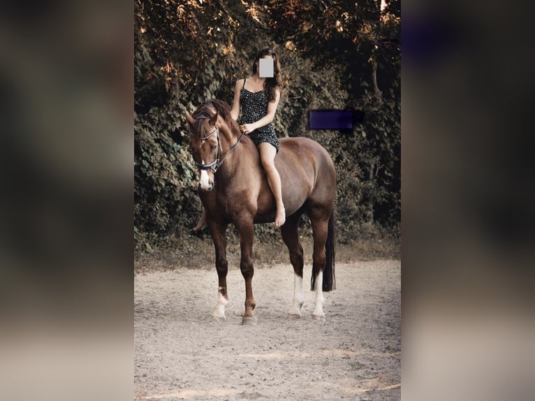 Oldenburgo Caballo castrado 14 años 171 cm Alazán-tostado in Mariaposching ( bei Deggendorf )