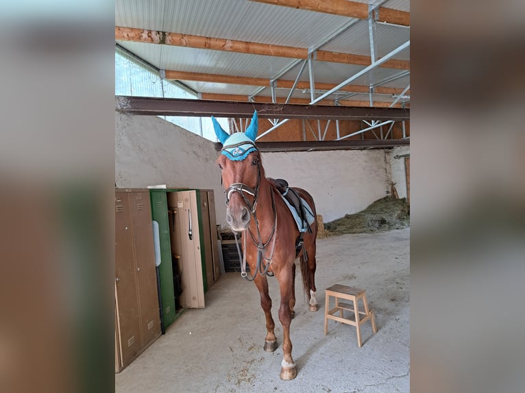 Oldenburgo Caballo castrado 14 años 172 cm Alazán in Riedenthal