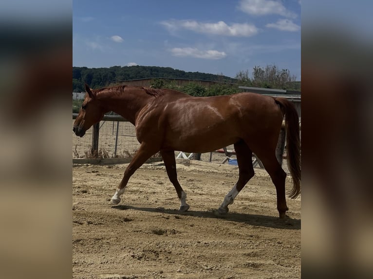 Oldenburgo Caballo castrado 14 años 172 cm Alazán in Michelhausen