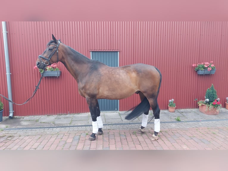 Oldenburgo Caballo castrado 14 años 172 cm Castaño oscuro in Stuhr