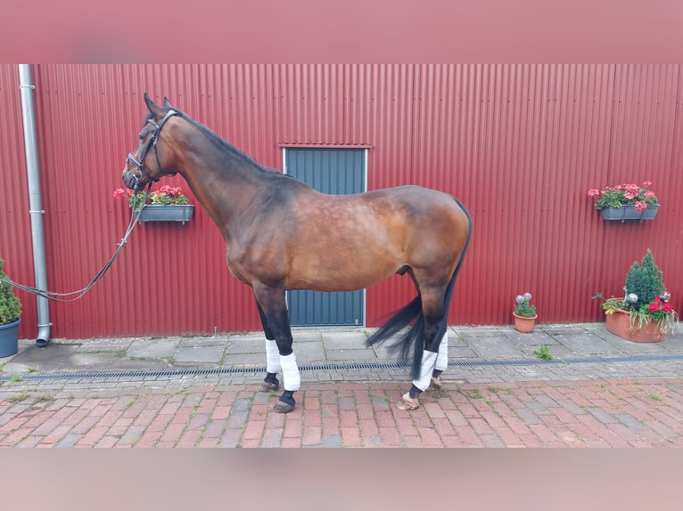 Oldenburgo Caballo castrado 14 años 172 cm Castaño oscuro in Stuhr