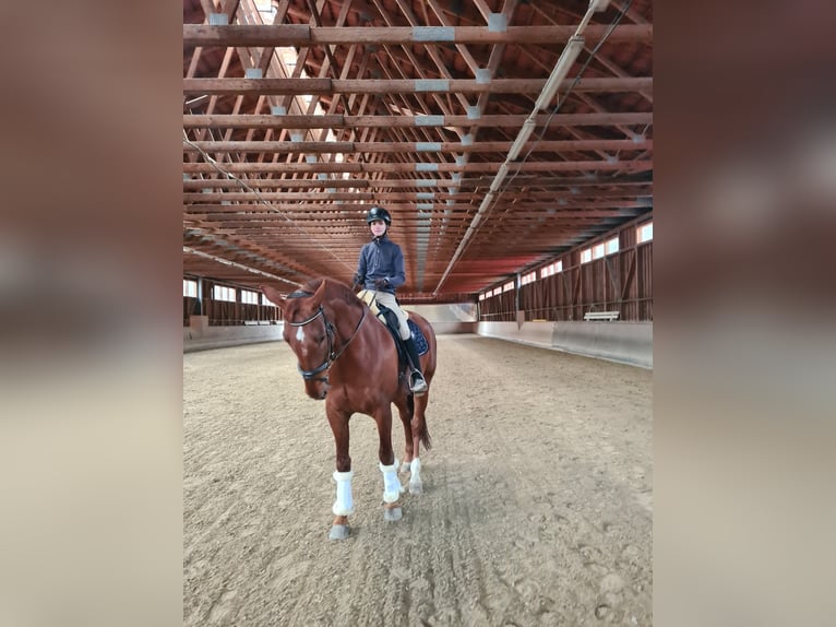 Oldenburgo Caballo castrado 14 años 173 cm Alazán in Thomasberg