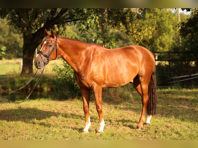Oldenburgo Caballo castrado 14 años 173 cm Alazán-tostado in Schwerte