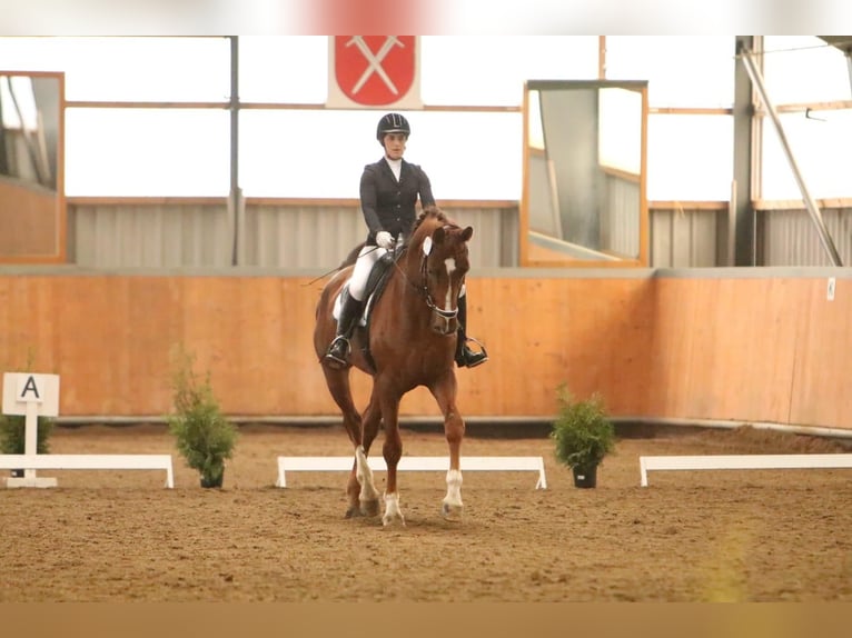 Oldenburgo Caballo castrado 14 años 173 cm Alazán-tostado in Schwerte