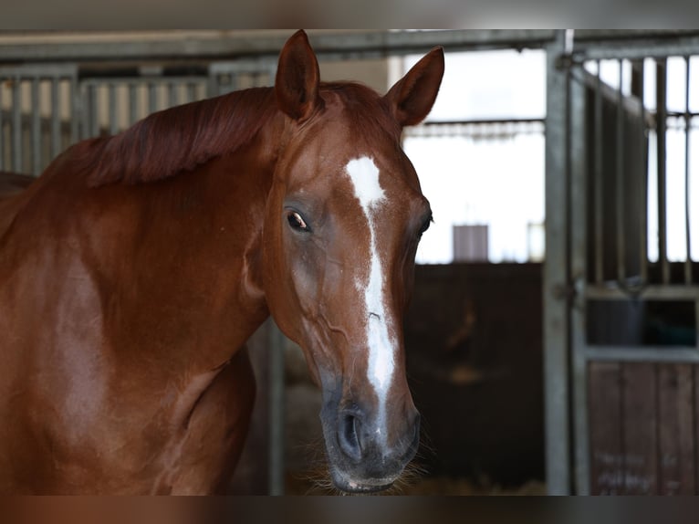 Oldenburgo Caballo castrado 14 años 173 cm Alazán-tostado in Schwerte