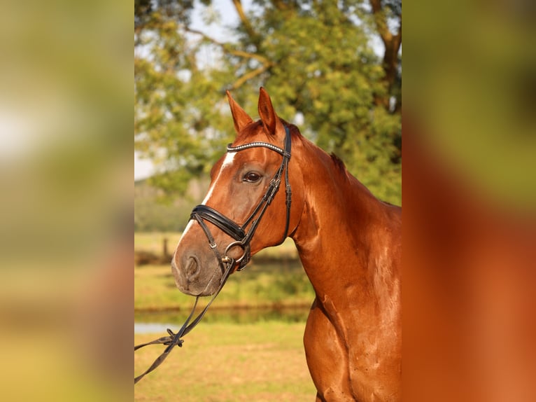 Oldenburgo Caballo castrado 14 años 173 cm Alazán-tostado in Schwerte