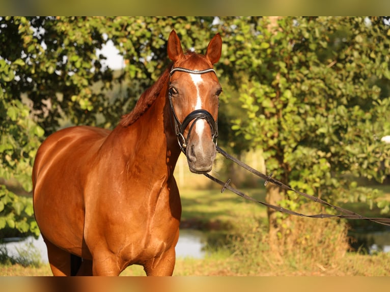 Oldenburgo Caballo castrado 14 años 173 cm Alazán-tostado in Schwerte