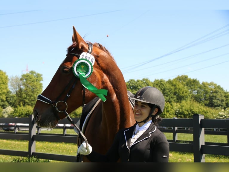 Oldenburgo Caballo castrado 14 años 175 cm Alazán-tostado in Schwerte