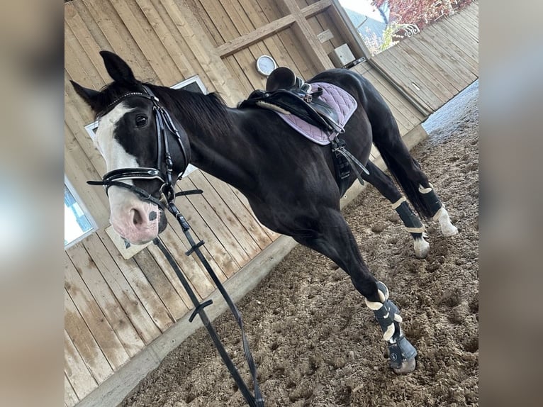 Oldenburgo Caballo castrado 14 años 175 cm Castaño oscuro in Memmingen