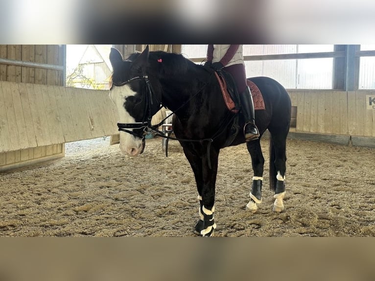Oldenburgo Caballo castrado 14 años 175 cm Castaño oscuro in Memmingen