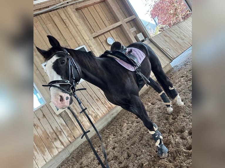 Oldenburgo Caballo castrado 14 años 175 cm Negro in MemmingenMemmingen